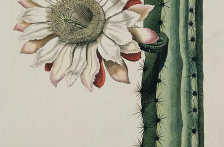 Johann Wilhelm Weinman