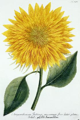 Chrysanthemum Indicum from 'Pythanthoza Iconographica'