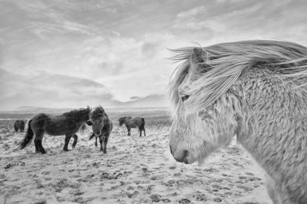 Tough guys von John Colbensen