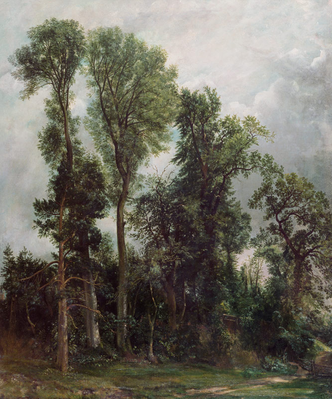 Trees at Hampstead von John Constable