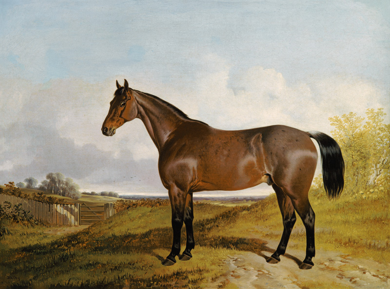 Study of a Bay Hunter in a landscape von John Dalby