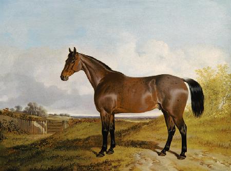 Study of a Bay Hunter in a landscape 1854