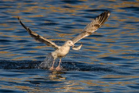 Fishing on the golden river