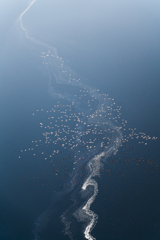 Tree of Flamoingos von John Fan