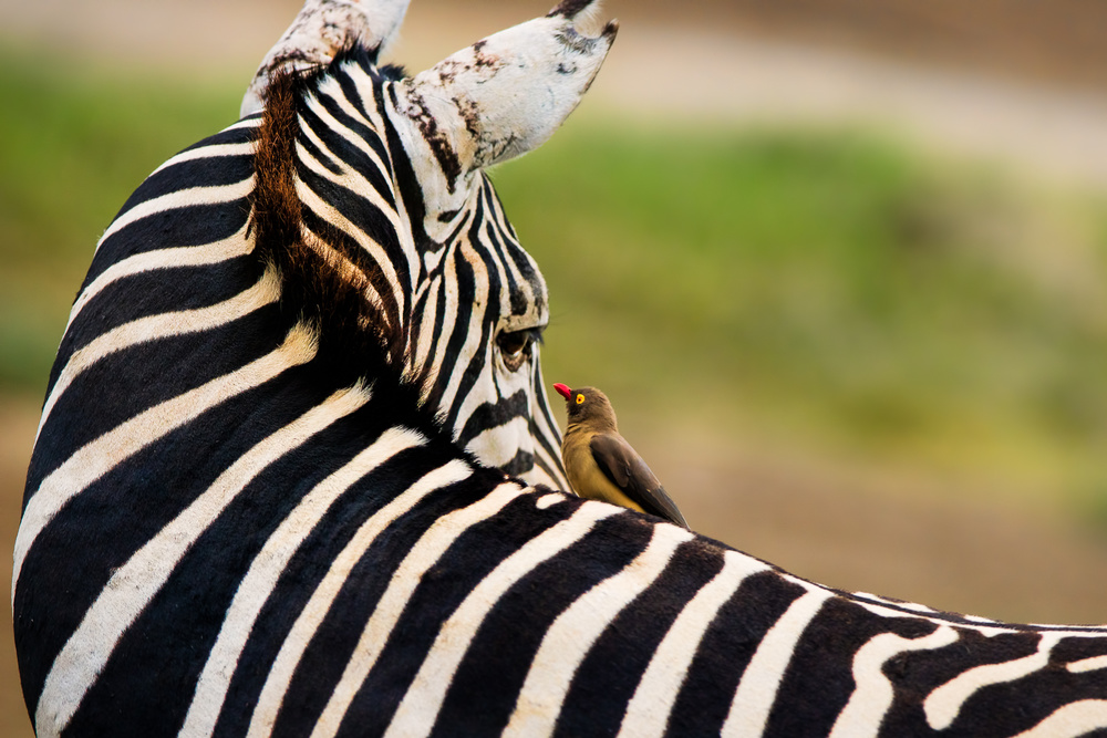 Eye Contact von John Fan