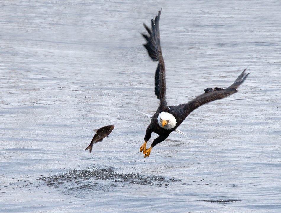 The Great Escape von John Fan