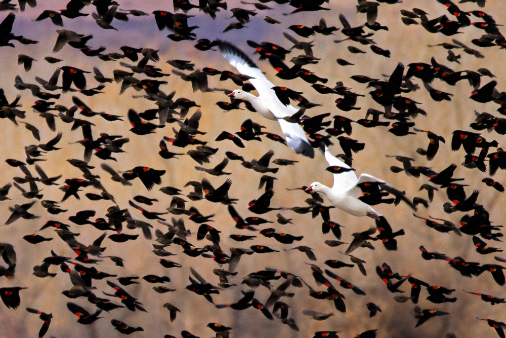 The Great Escape von John Fan