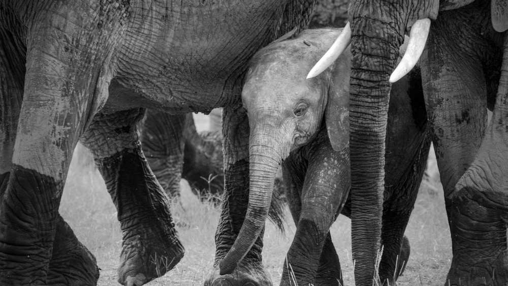 Family Protection von John Fan