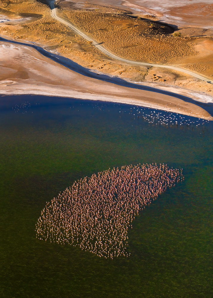 Flamingos on the Lake von John Fan