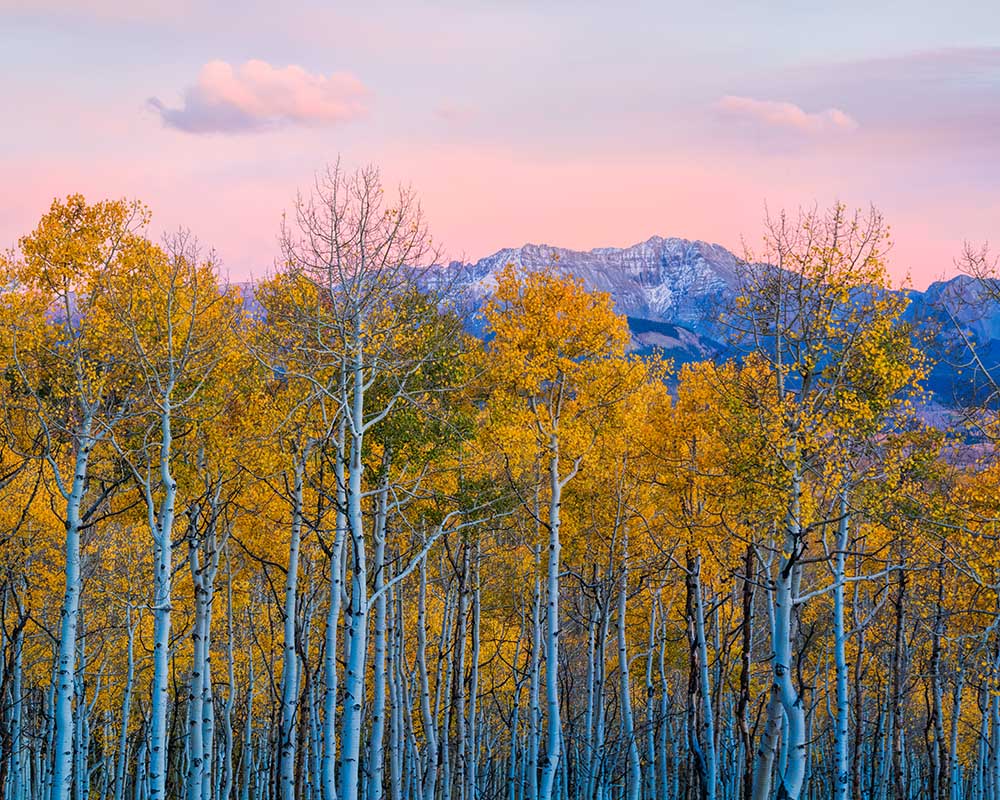 Herbstfreude von John Fan