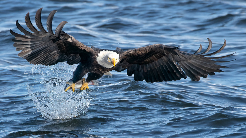 King of Mississippi von John Fan