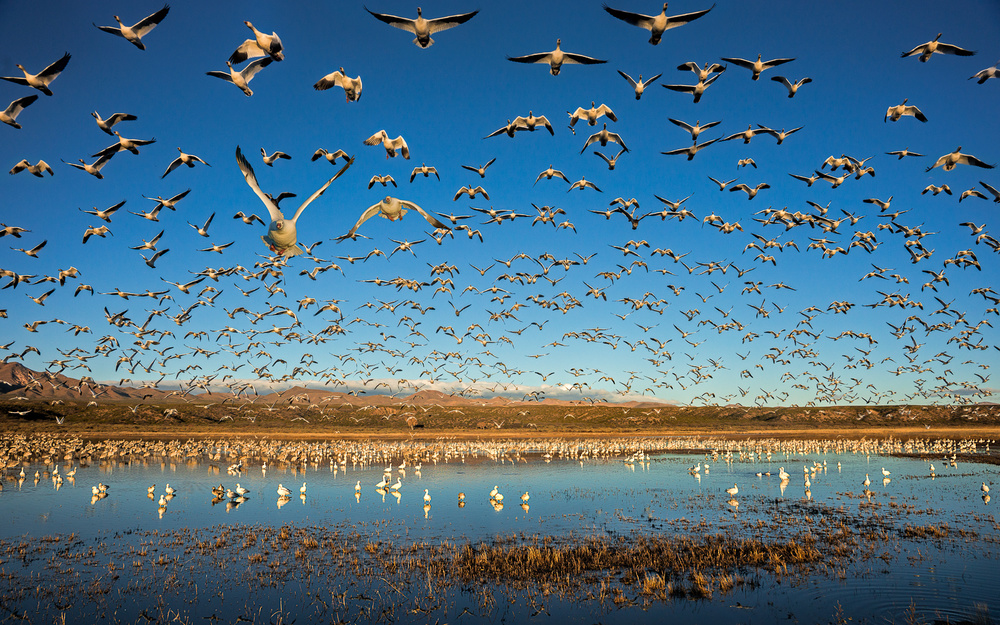 Legion of Wings von John Fan