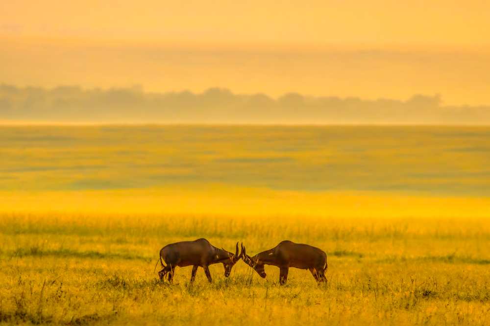 One on One von John Fan