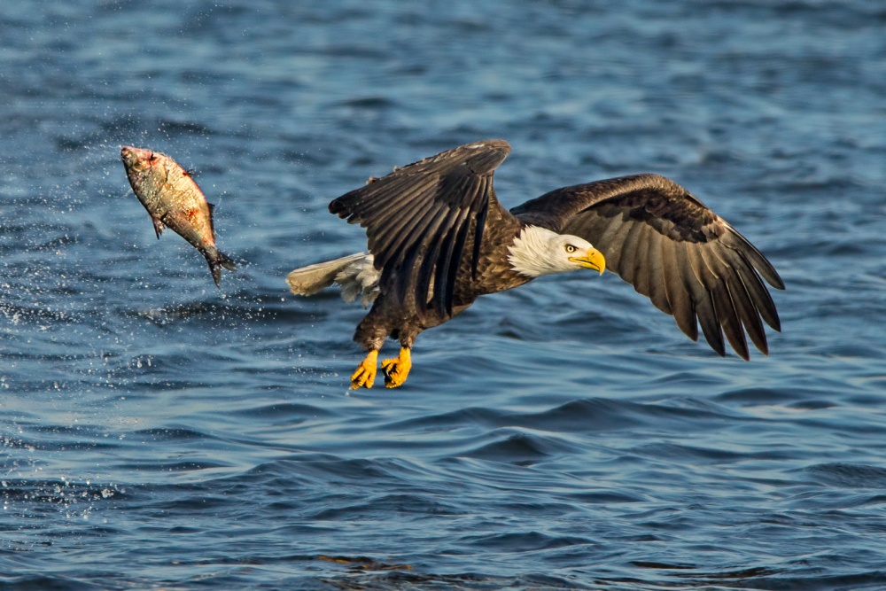 Painful Escape von John Fan