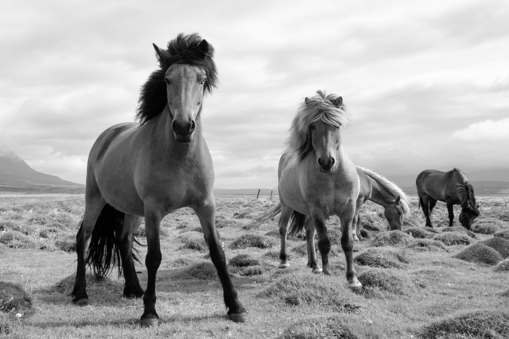 Protector von John Fan