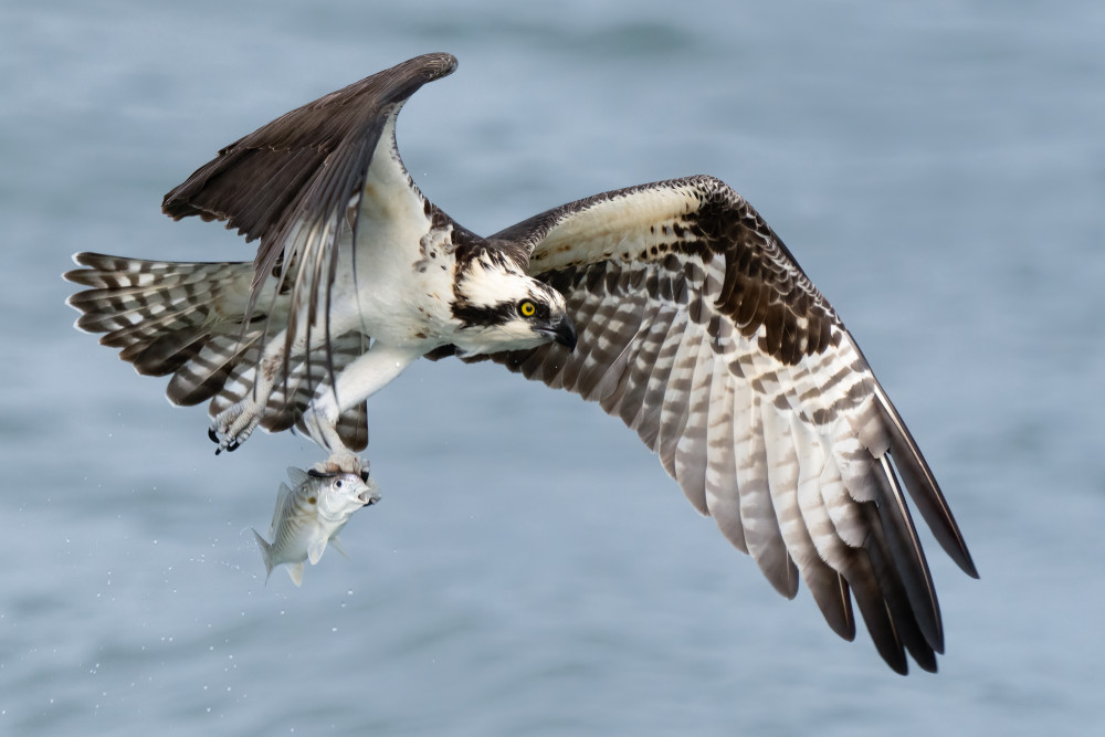 Oops, I am in trouble! von John Fan