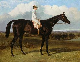 'Jonathan Wild' a Dark Bay Race Horse, at Goodwood, T.Ryder up