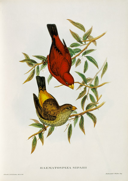 Haematospiza Sipahi von John Gould