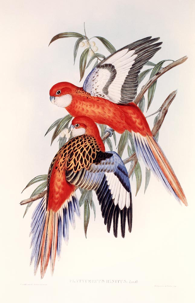 PLATYCERUS IGNITUS von John Gould