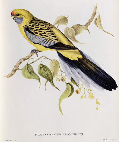 Platycercus Flaveolus von John Gould