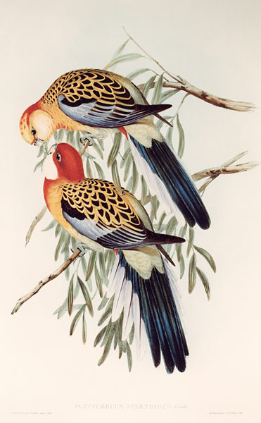 PLATYCERUS SPLENDIDUS von John Gould