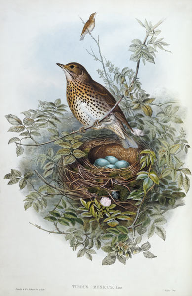 Thrush, 1873 (w/c, pencil on von John Gould