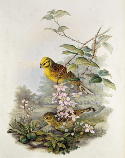 Yellowhammer, 1873 (pencil, w/c on von John Gould