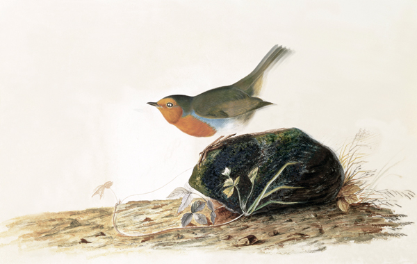 A Robin Perched on a Mossy Stone von John James Audubon