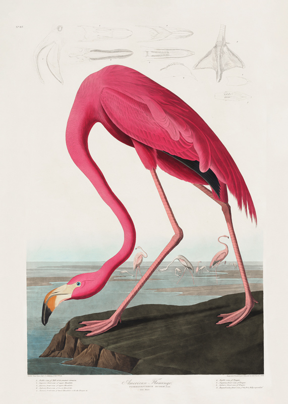 Pink Flamingo From Birds of America (1827) von John James Audubon