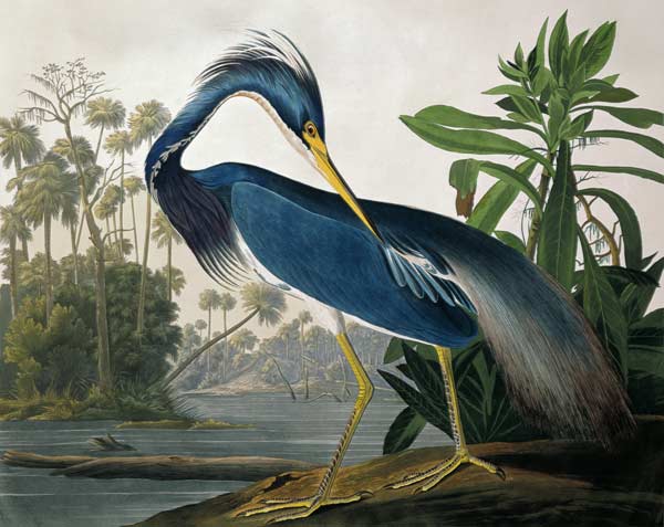 Louisiana Heron, from 'Birds of America', engraved by Robert Havell (1793-1878) 1834 (coloured engra von John James Audubon
