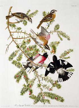 Rose-breasted Grosbeak, from 'Birds of America'