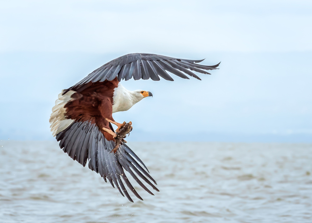 African Fish Eagle von John J. Chen