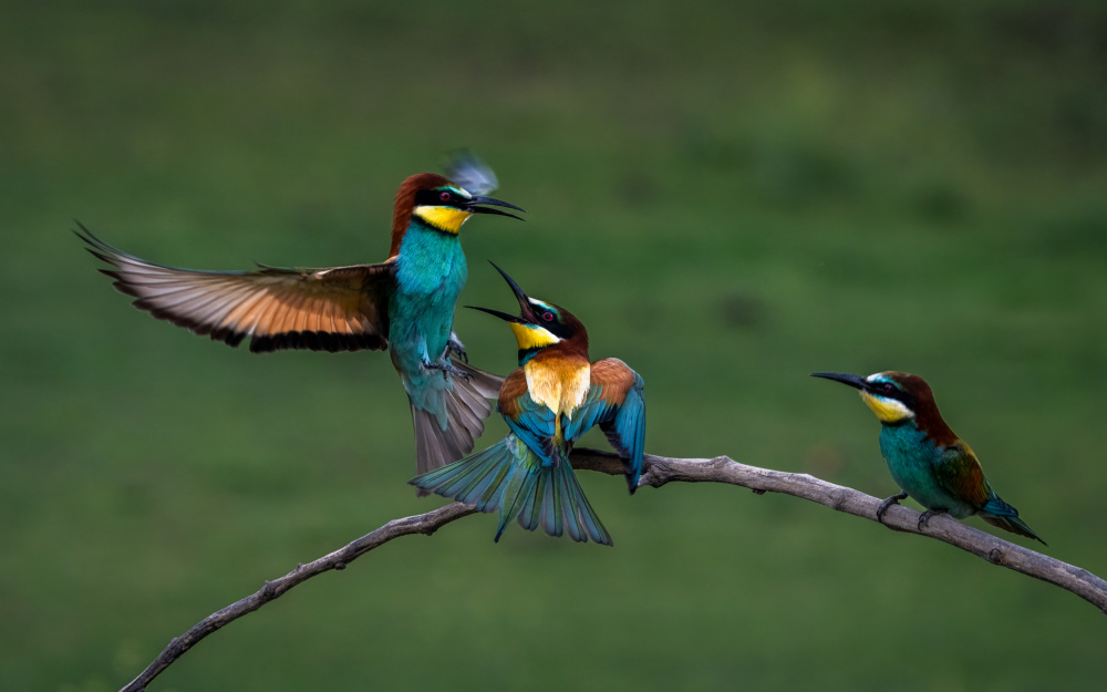 Hi, It is My Territory von John J. Chen