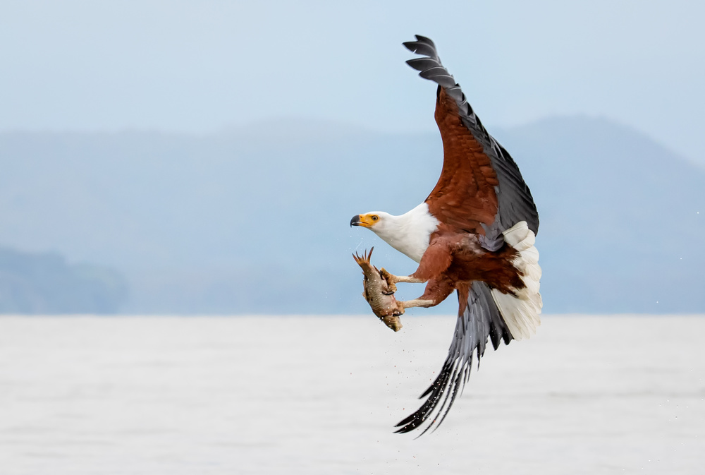 Beauty of Fish Eagle von John J. Chen