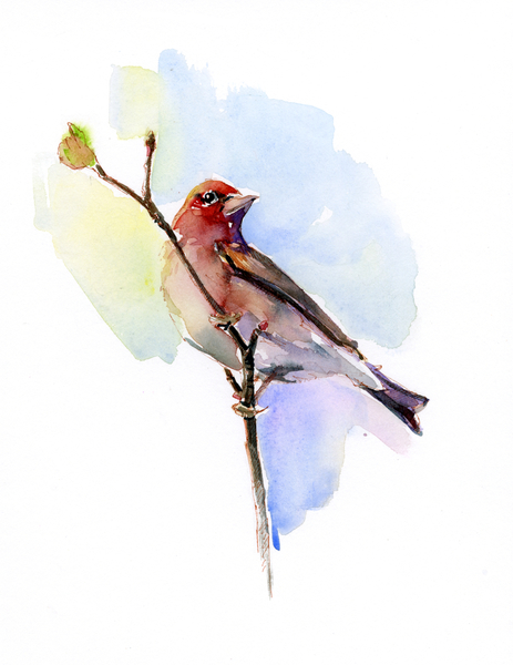 Purple finch von John Keeling