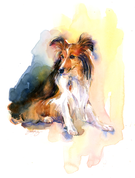Sheltie portrait von John Keeling