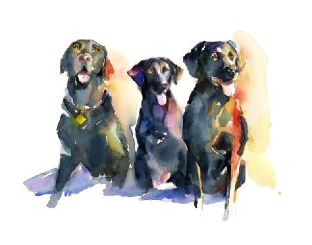 Three Black Labs