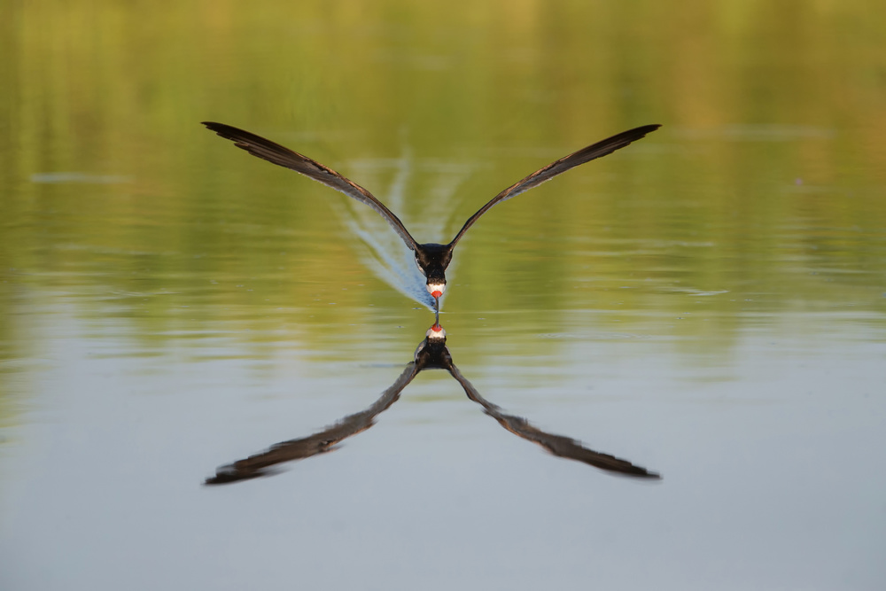 I am coming von John Ling