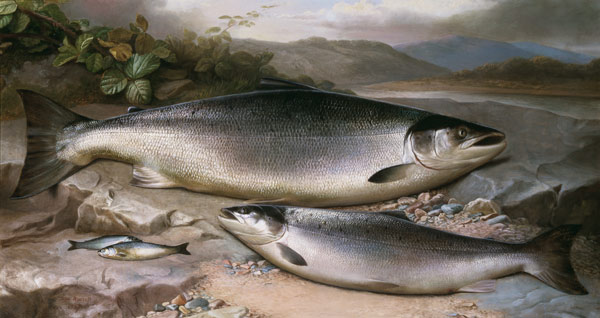 Fish Still Life von John Russell