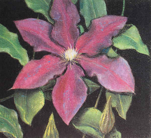 Clematis von Margo Starkey