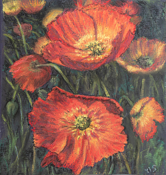 First poppies von Margo Starkey