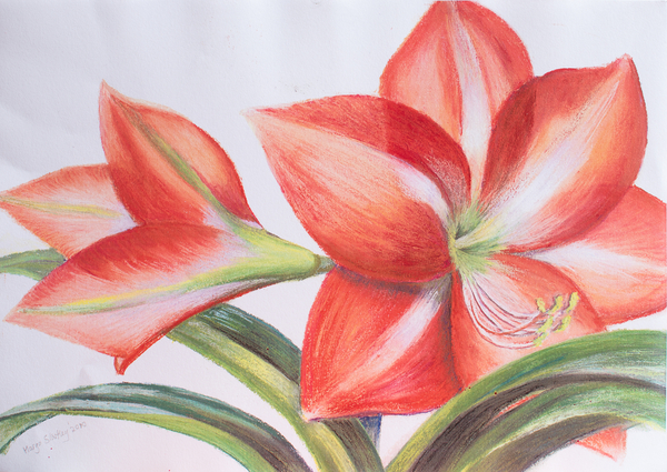 Variegated Lily von Margo Starkey