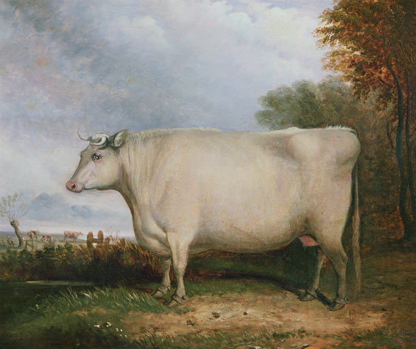 Portrait of a prize cow von John Vine