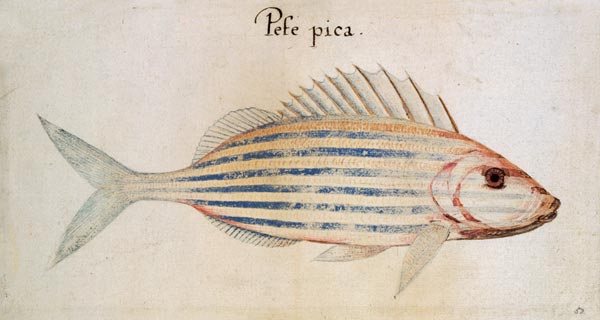 Blue striped grunt fish von John White