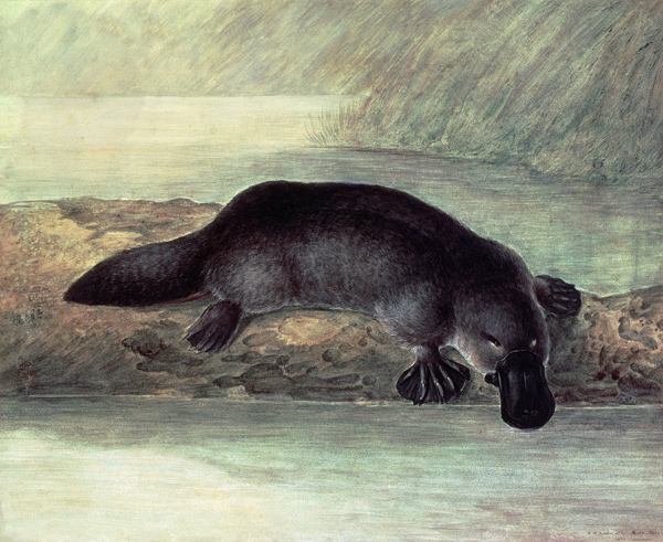 Duck-billed platypus, ornithorynchus paradoxus von John William Lewin