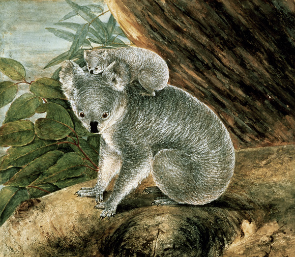 Koala and Young von John William Lewin