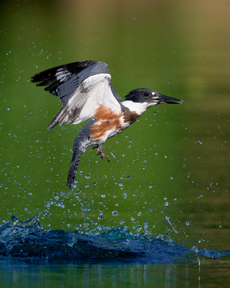 Belted Kingfisher with catch von Johnny Chen