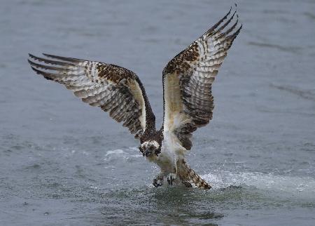 Osprey