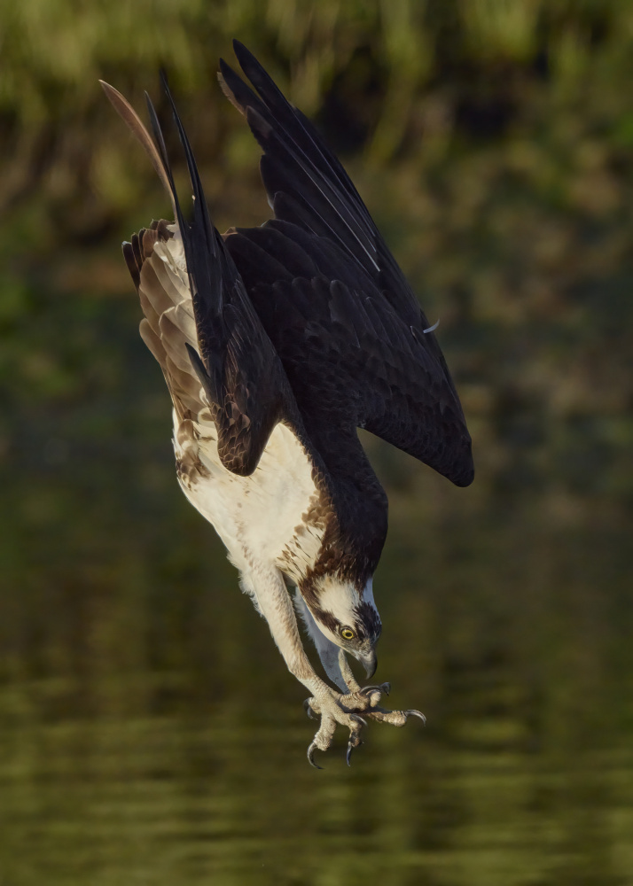 Ospreys catch fish von Johnny Chen