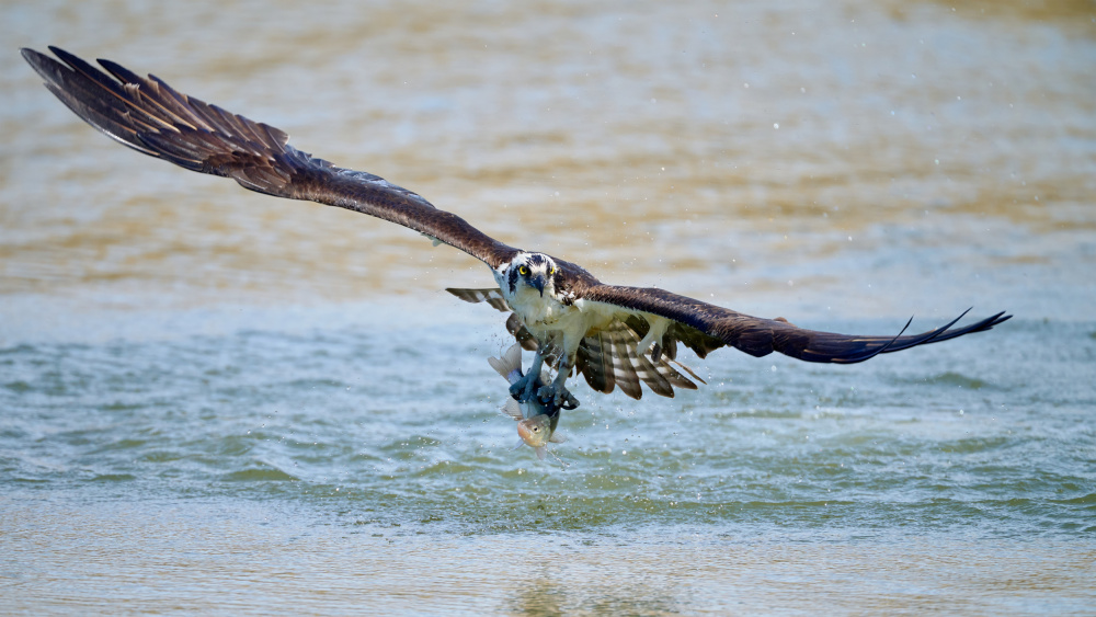 Osprey with catch von Johnny Chen